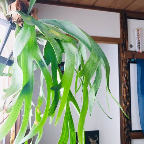観葉植物で癒される部屋