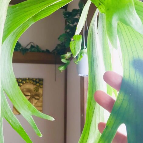 観葉植物