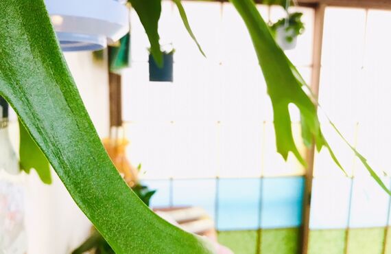 令和4年新春！お体のコンディションをさいたま市【リラックスRoom穂っこり】で整えませんか？