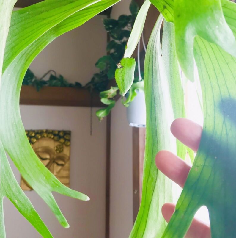 植物