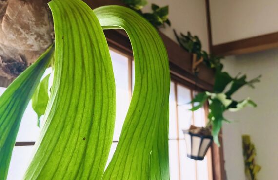 春の不調を整えるリラクゼーション｜さいたま市緑区の【リラックスRoom穂っこり】