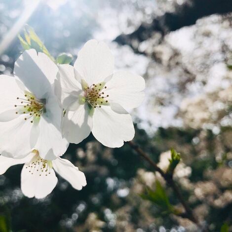 桜