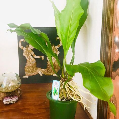 観葉植物