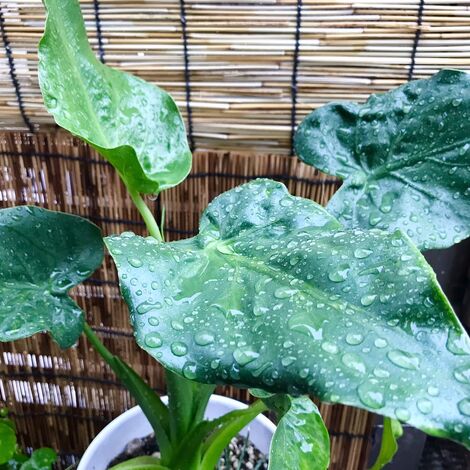 観葉植物